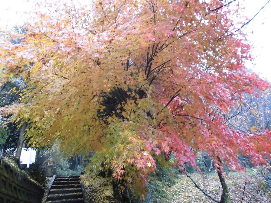 サムネール画像